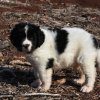 Chiot Landseer Faun et Combo z laderova
